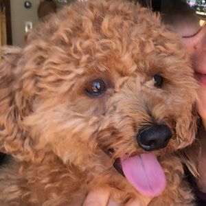 Meet your Posher, Rachele